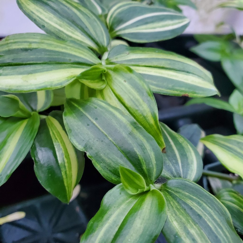 Yellow Zebra Tradescantia - Image 3