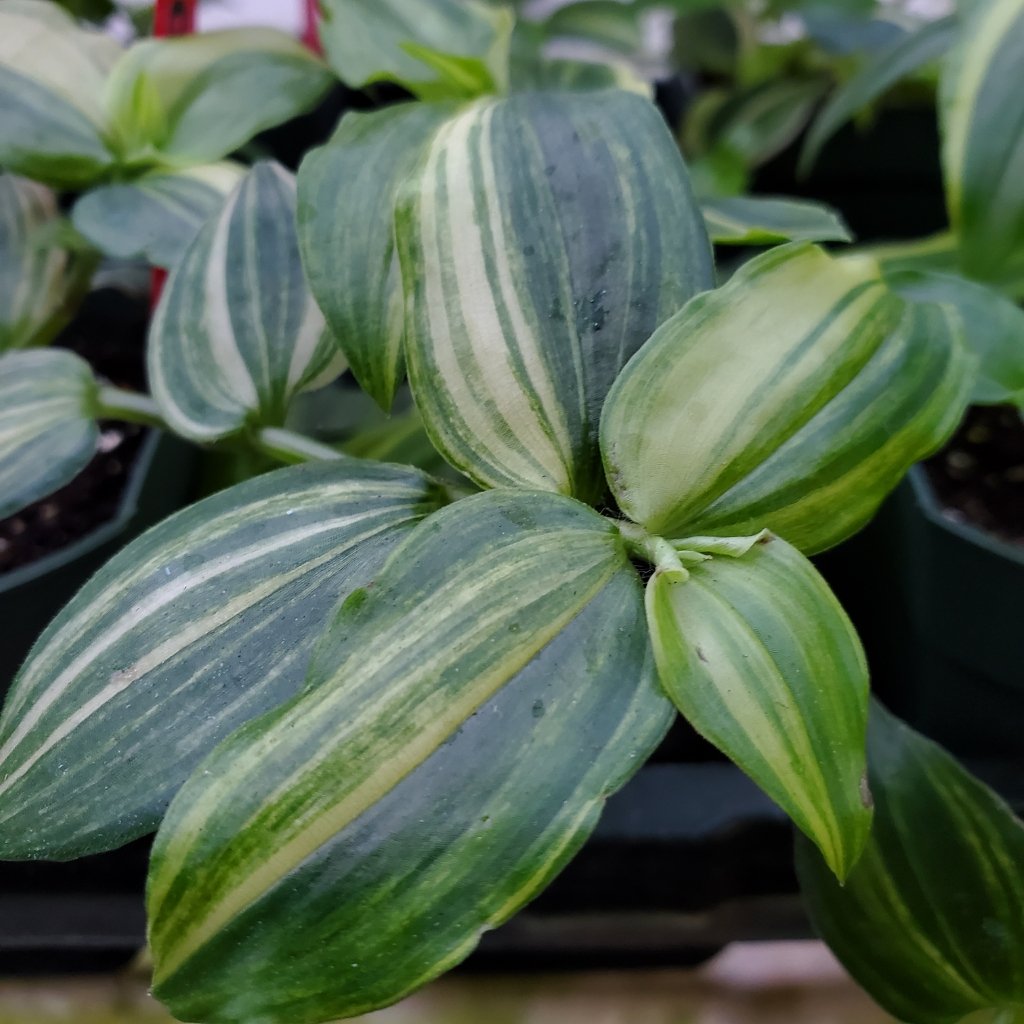 Yellow Zebra Tradescantia - Image 2