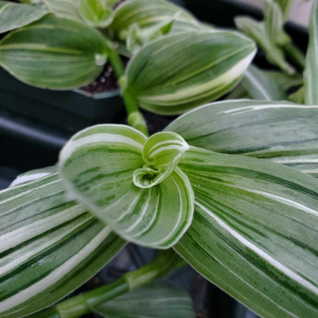 White Zebra Tradescantia - Image 2