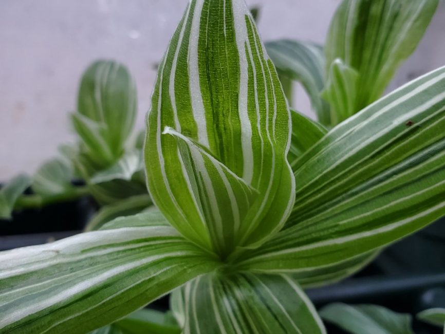 White Zebra Tradescantia with elegant white and green pin-striped leaves by Studley Flower Gardens