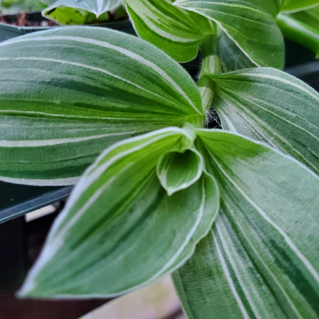 White Zebra Tradescantia - Image 3