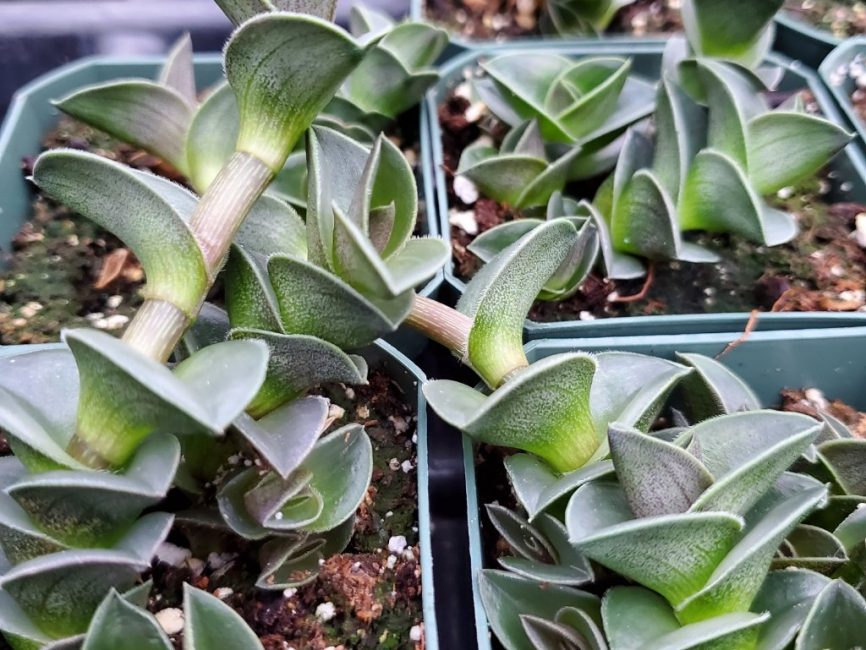 Chain plant with trailing succulent leaves on windowsill by Studley Flower Gardens