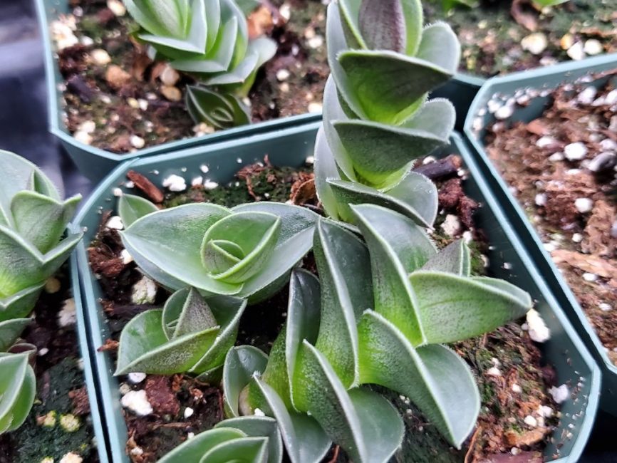 Chain plant with burgundy trailing foliage in a 3-inch pot by Studley Flower Gardens