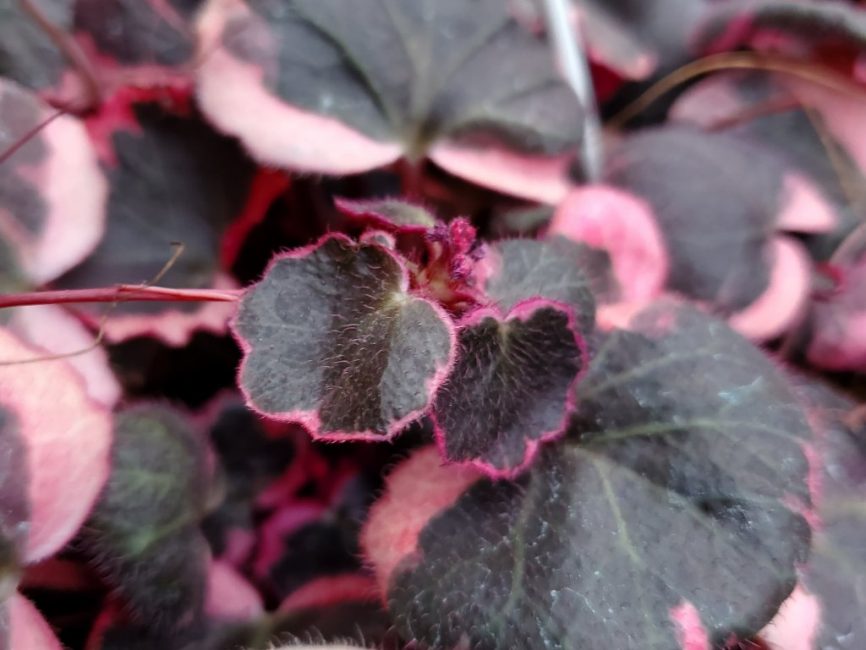 Tricolor strawberry begonia with white green and pink scalloped leaves by Studley Flower Gardens