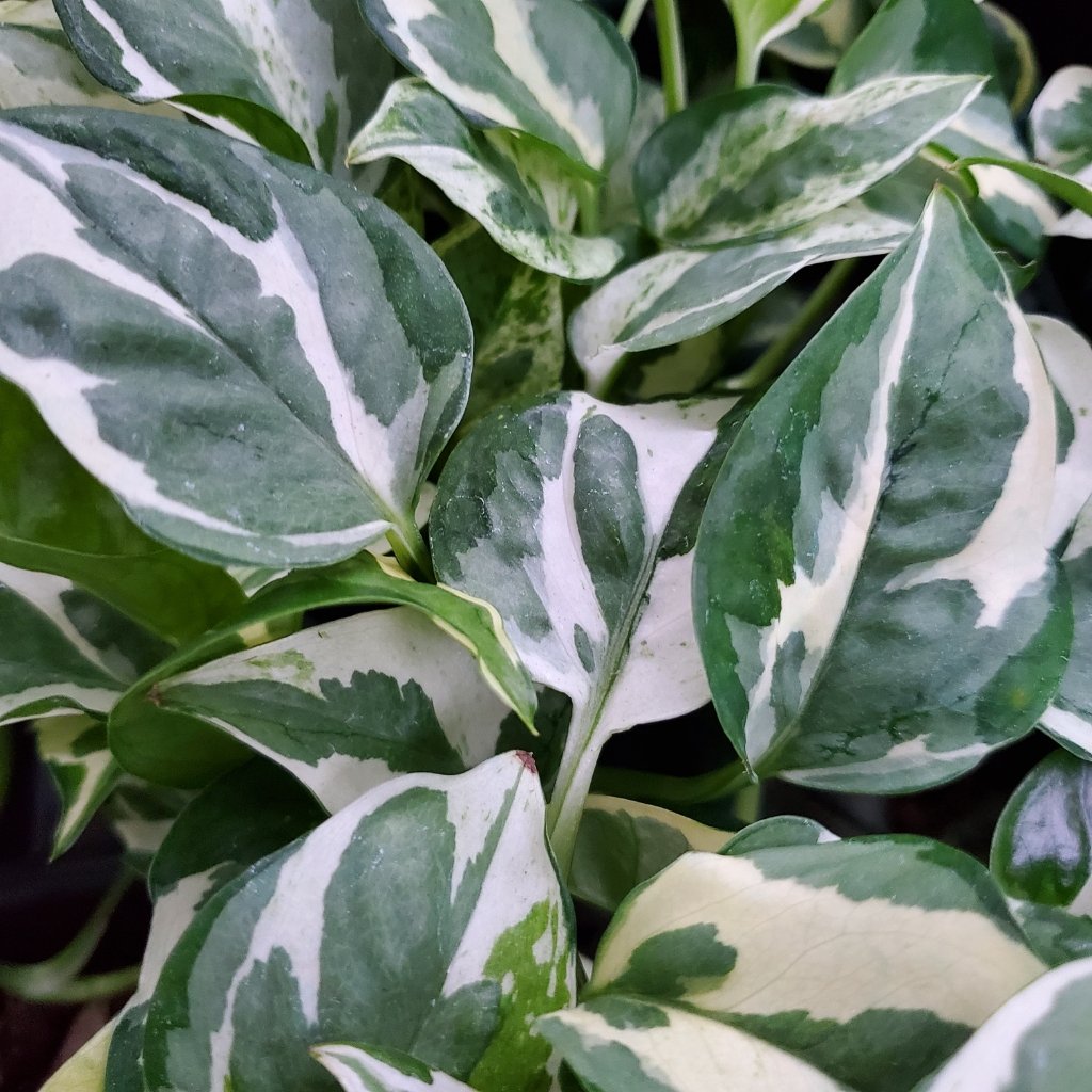 Pearls and Jade Pothos - Image 3