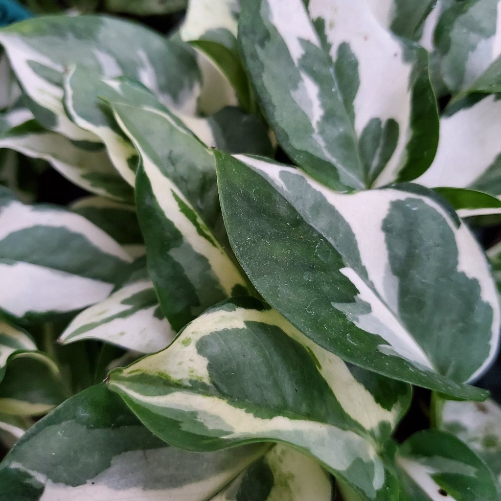 Pearls and Jade Pothos - Image 2