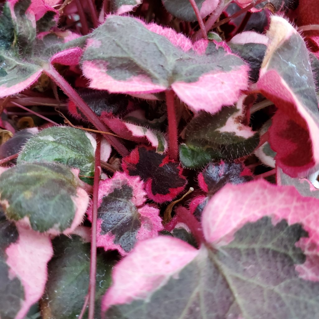 Tricolor Strawberry Begonia - Image 2