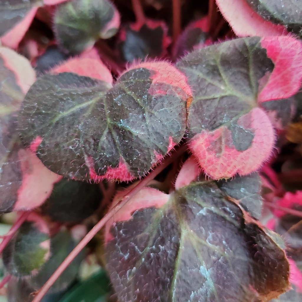 Tricolor Strawberry Begonia - Image 3