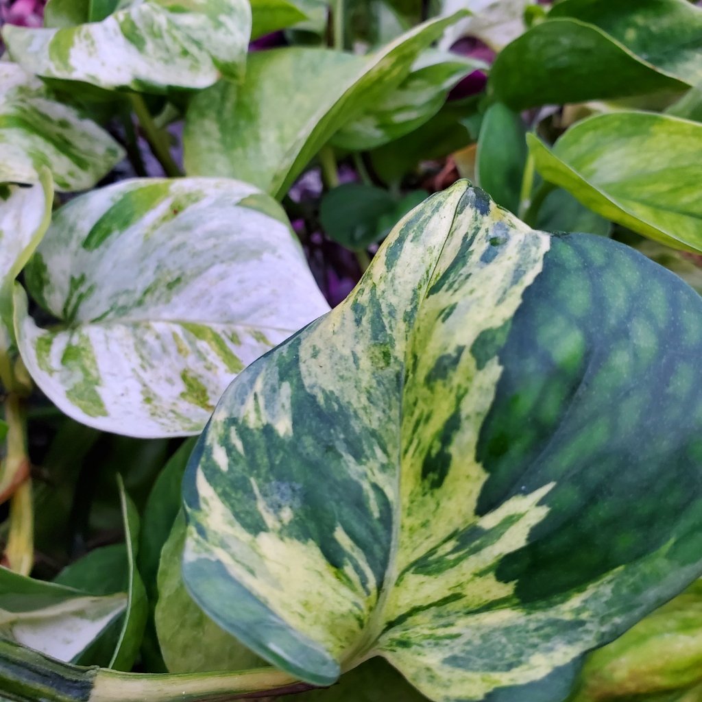 Manjula Pothos - Image 3