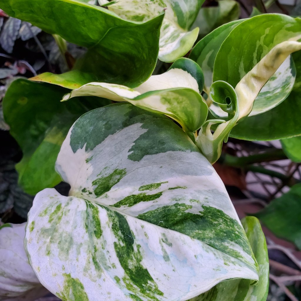 Manjula Pothos - Image 2
