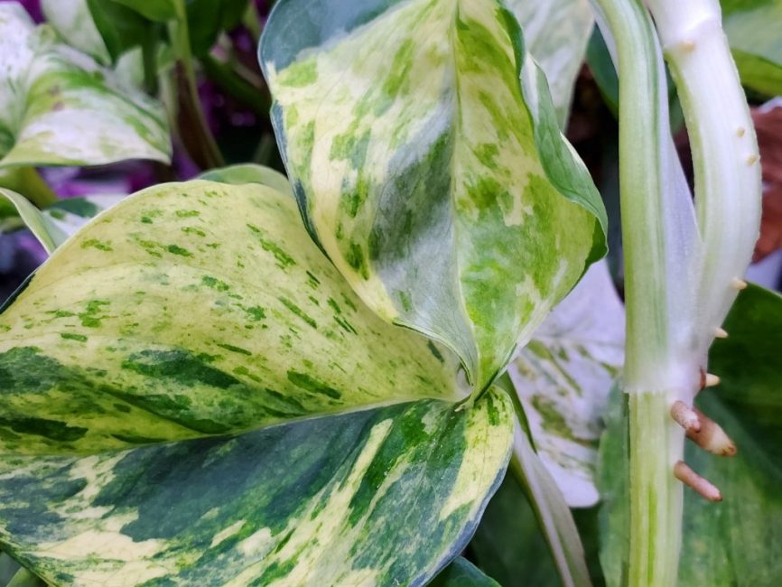 Manjula Pothos with variegated heart-shaped leaves and curvy edges by Studley Flower Gardens