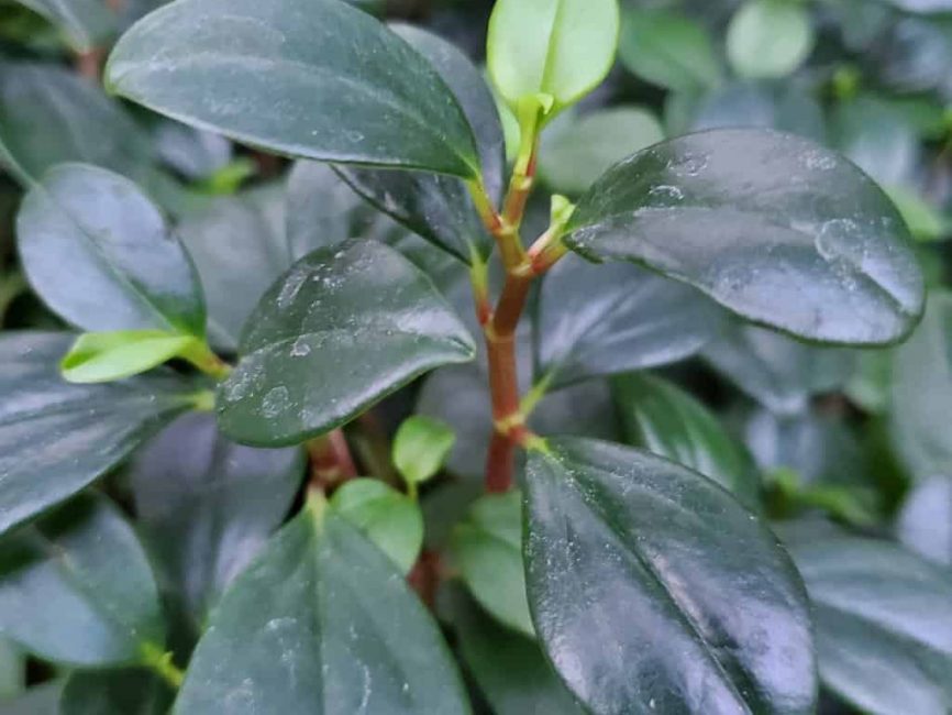 Wax privet peperomia with trailing leaves on windowsill by Studley Flower Gardens