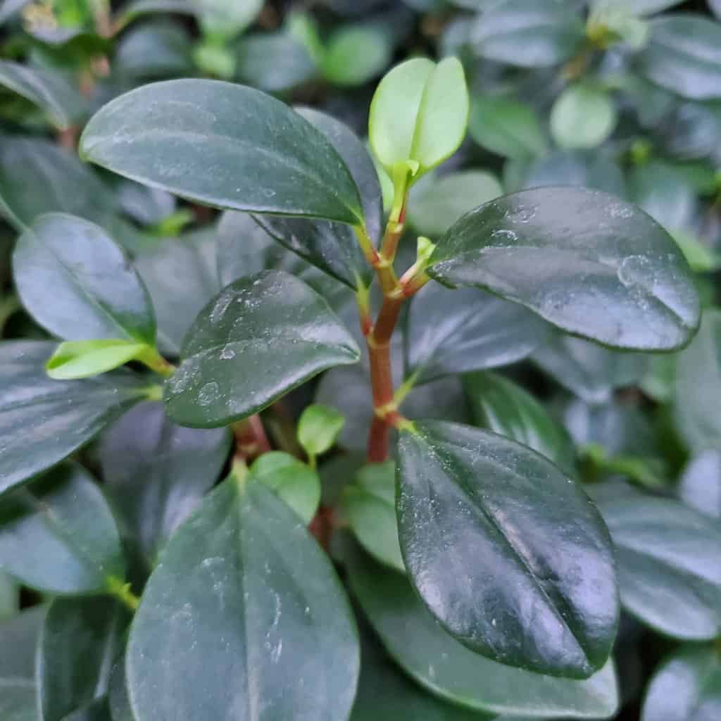 Wax Privet Peperomia - Image 3