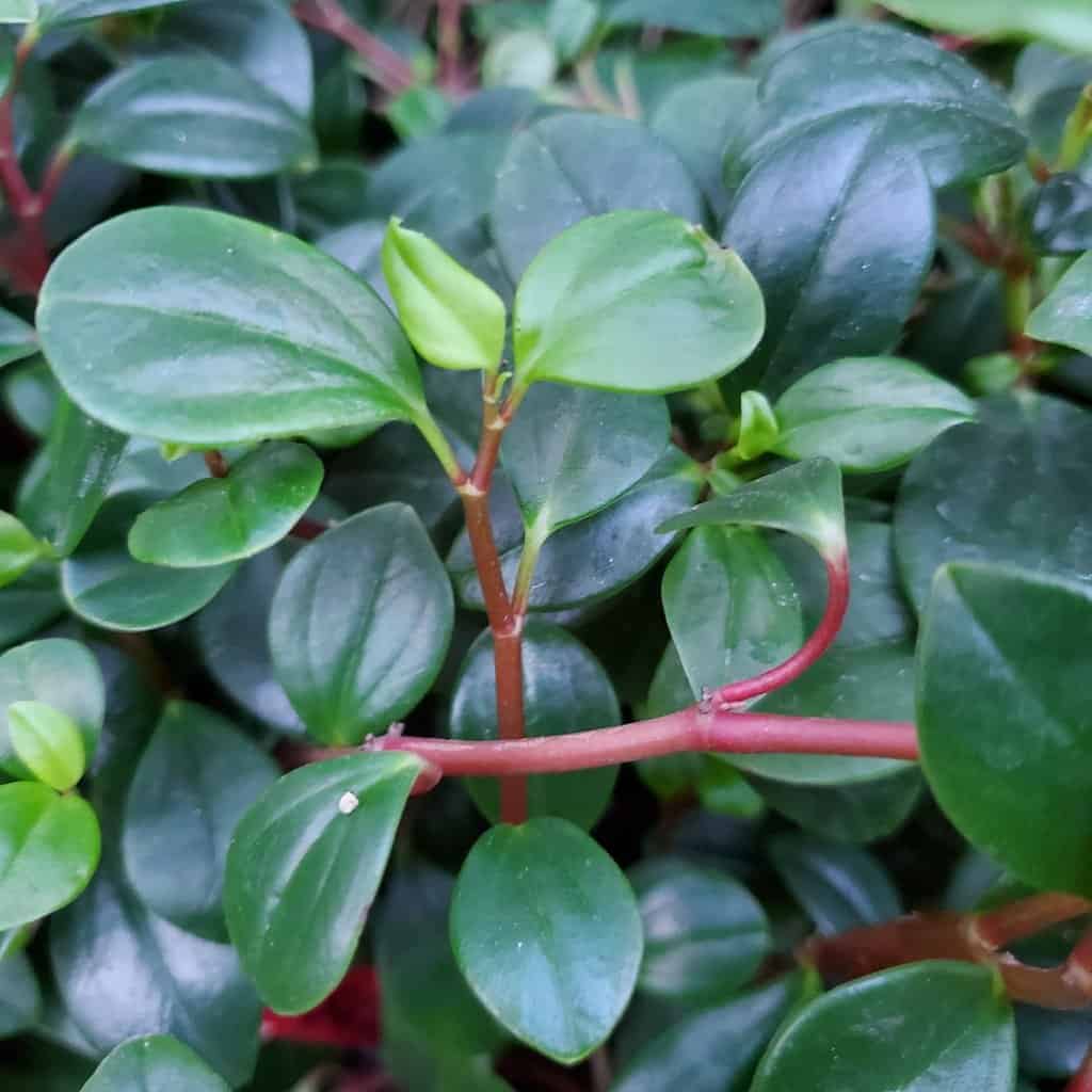 Wax Privet Peperomia - Image 2