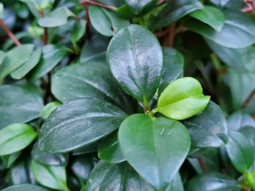 Wax privet peperomia with broad succulent leaves and pink stems by Studley Flower Gardens