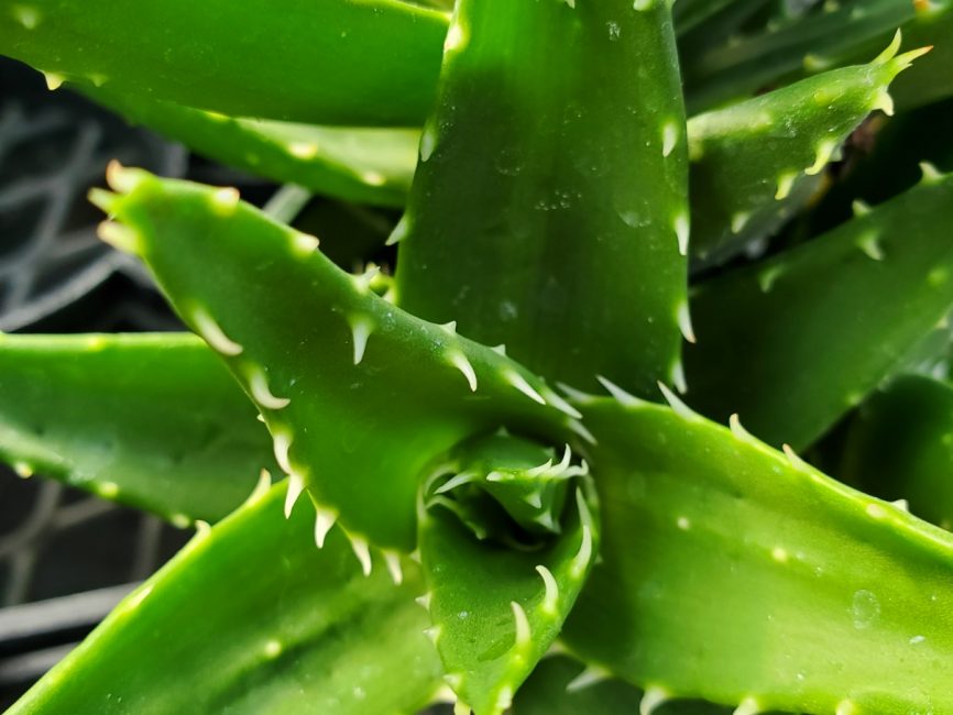 Austere aloe succulent with thick leaves on a windowsill by Studley Flower Gardens