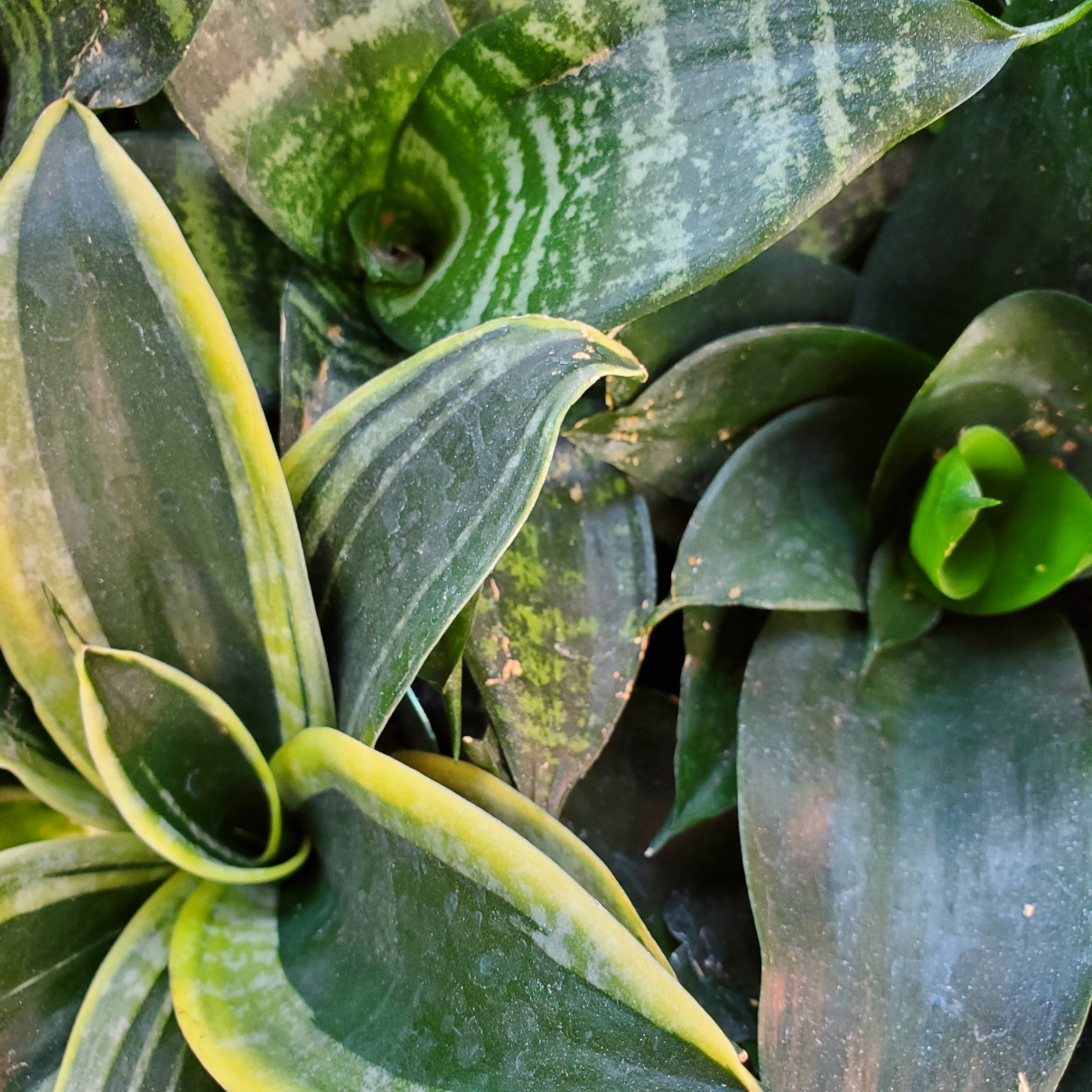 Sansevieria Collection - Image 2