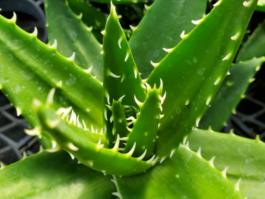 Austere aloe succulent with blooming features on windowsill by Studley Flower Gardens