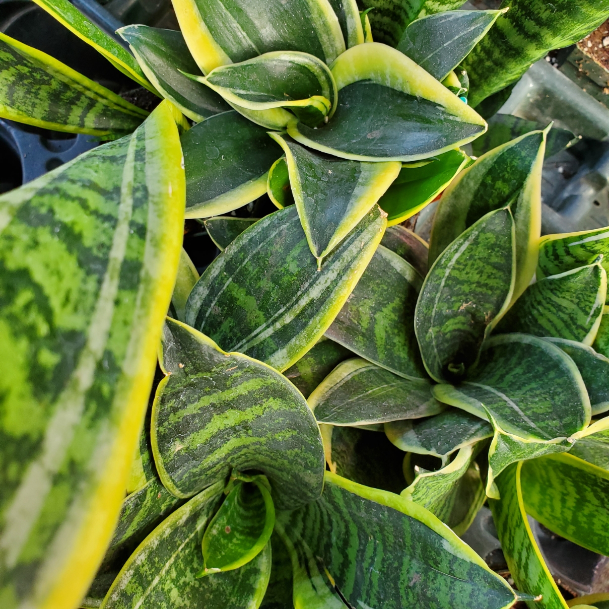 Sansevieria Collection - Image 3