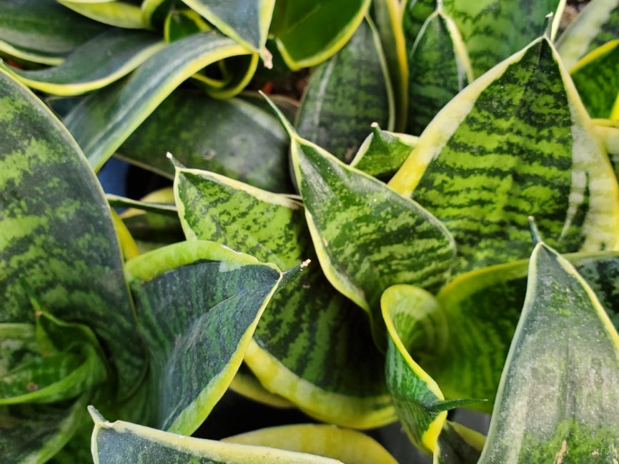 Sansevieria collection with upright pointed leaves in 3 inch pots by Studley Flower Gardens