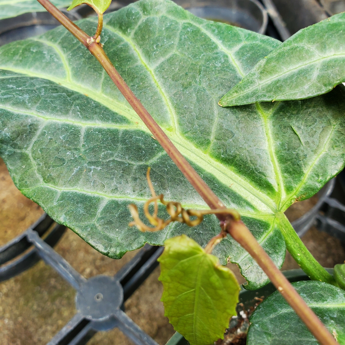 Amazon Jungle Vine - Image 3