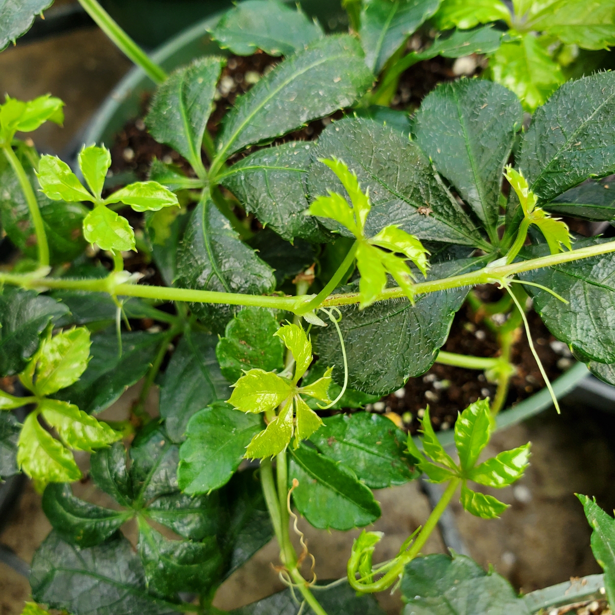 Sugar Vine - Image 3