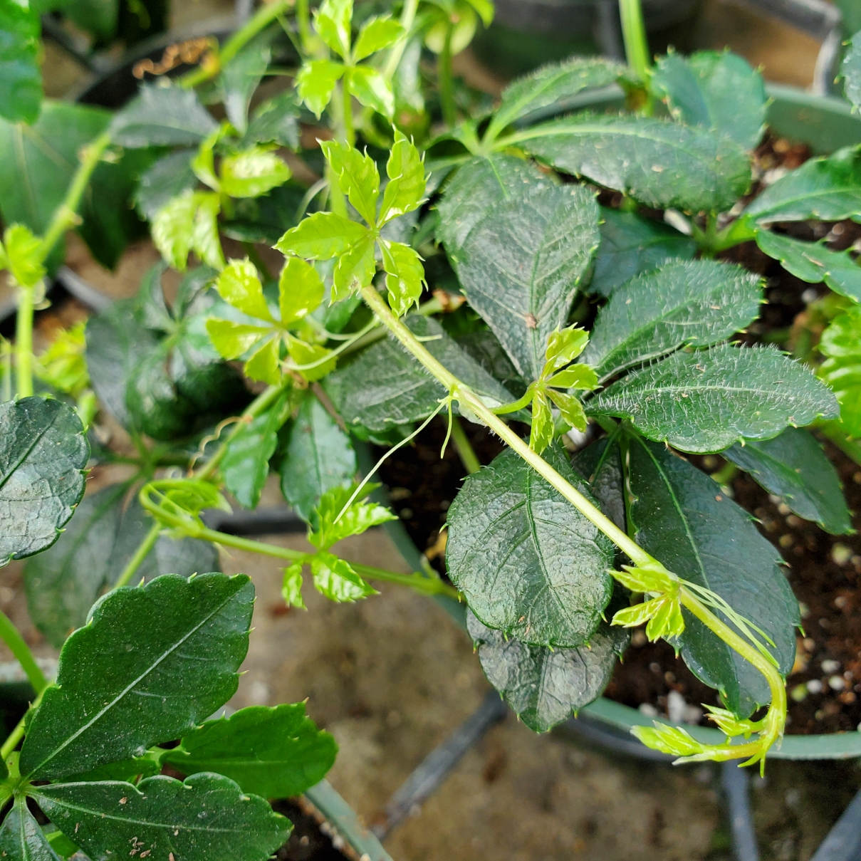 Sugar Vine - Image 2