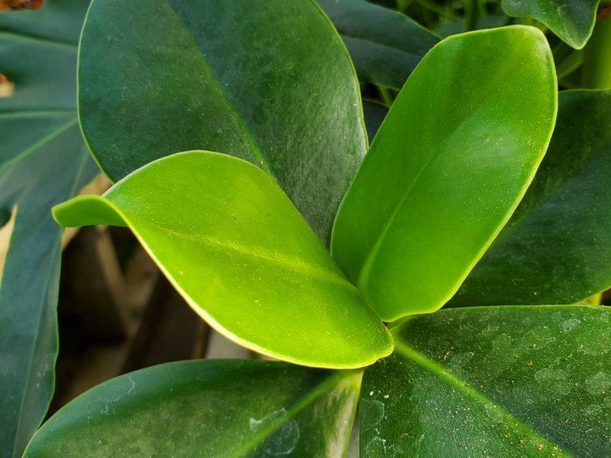 Autograph tree with thick paddle-like green leaves in a 4.5 inch pot by Studley Flower Gardens