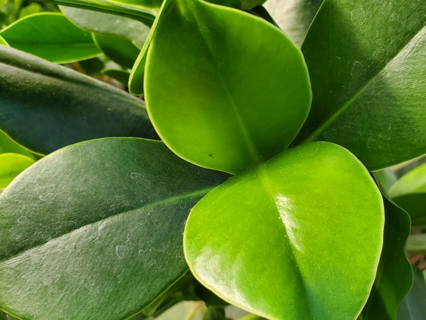 Autograph tree with air purifying leaves suitable for windowsill by Studley Flower Gardens