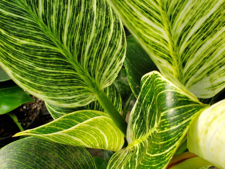 Birkin philodendron with dark green and creamy white variegated leaves by Studley Flower Gardens