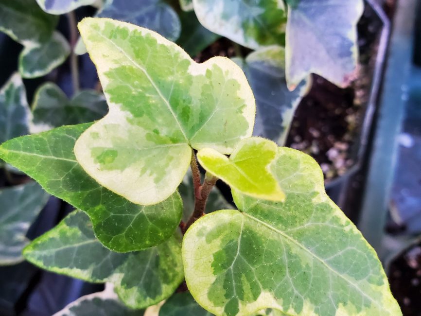 Mini Kolibri Ivy with variegated green and white leaves trailing by Studley Flower Gardens