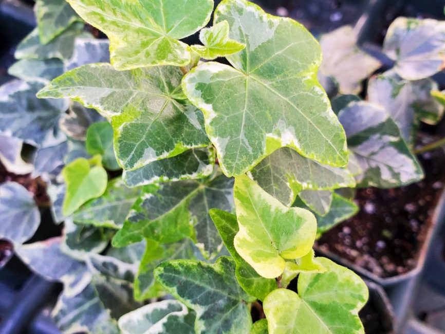 Mini Kolibri Ivy trailing plant with medium growth rate by Studley Flower Gardens