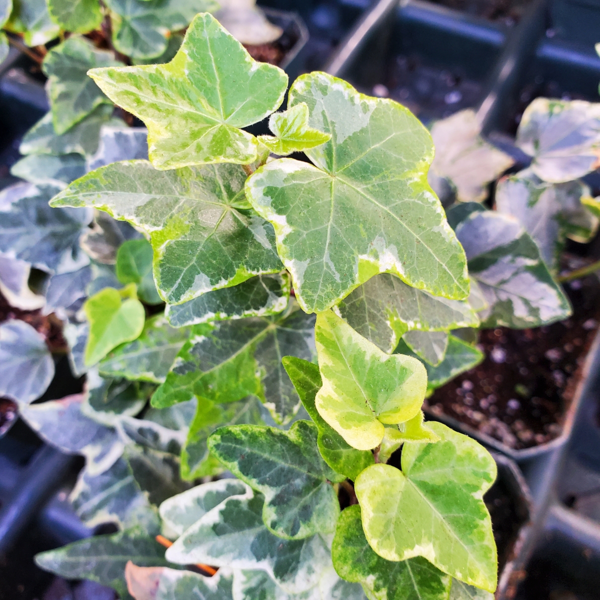 Mini Kolibri Ivy - Image 3