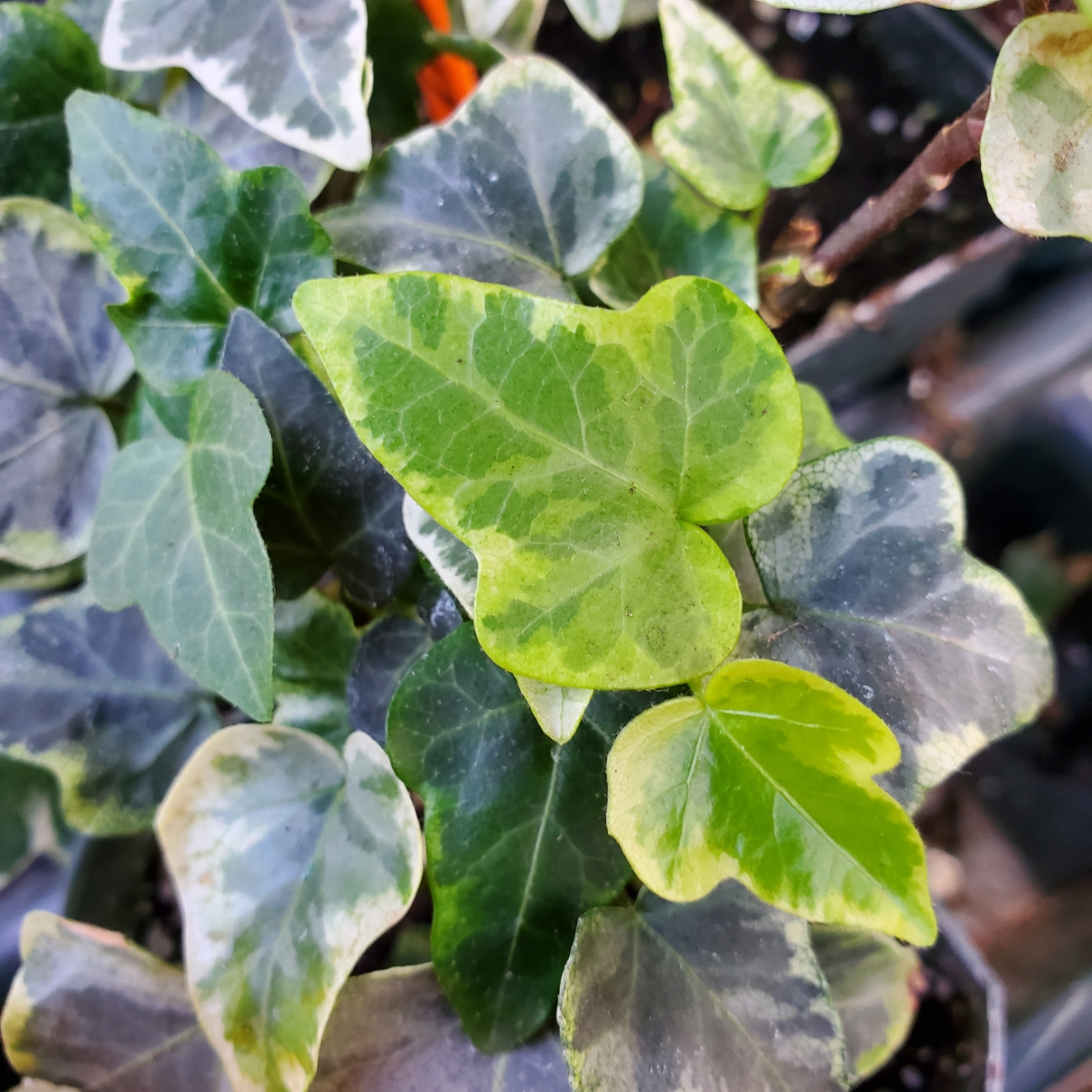 Mini Kolibri Ivy - Image 2