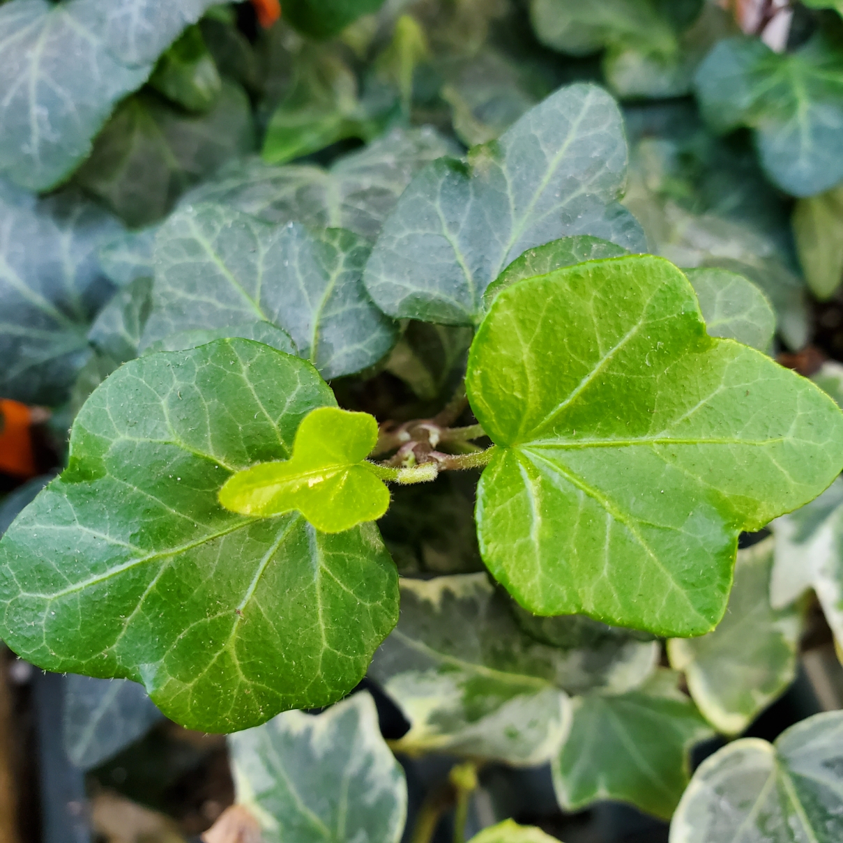 Wonder Ivy - Image 3