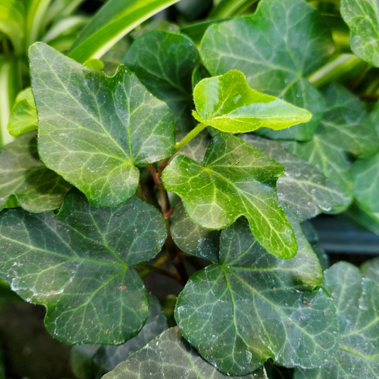 Wonder Ivy - Image 2