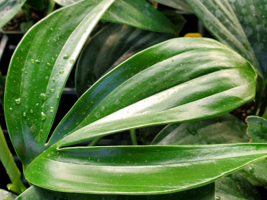 Dragon tail plant with split-leaf trailing vines in resizer pot by Studley Flower Gardens