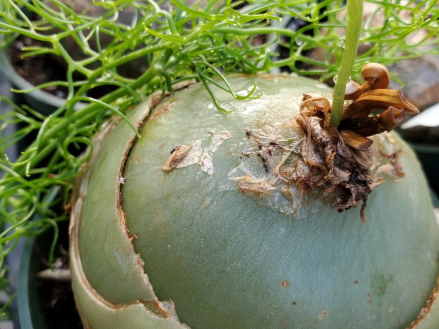 Climbing onion succulent with bulbous base and thin vining stems by Studley Flower Gardens