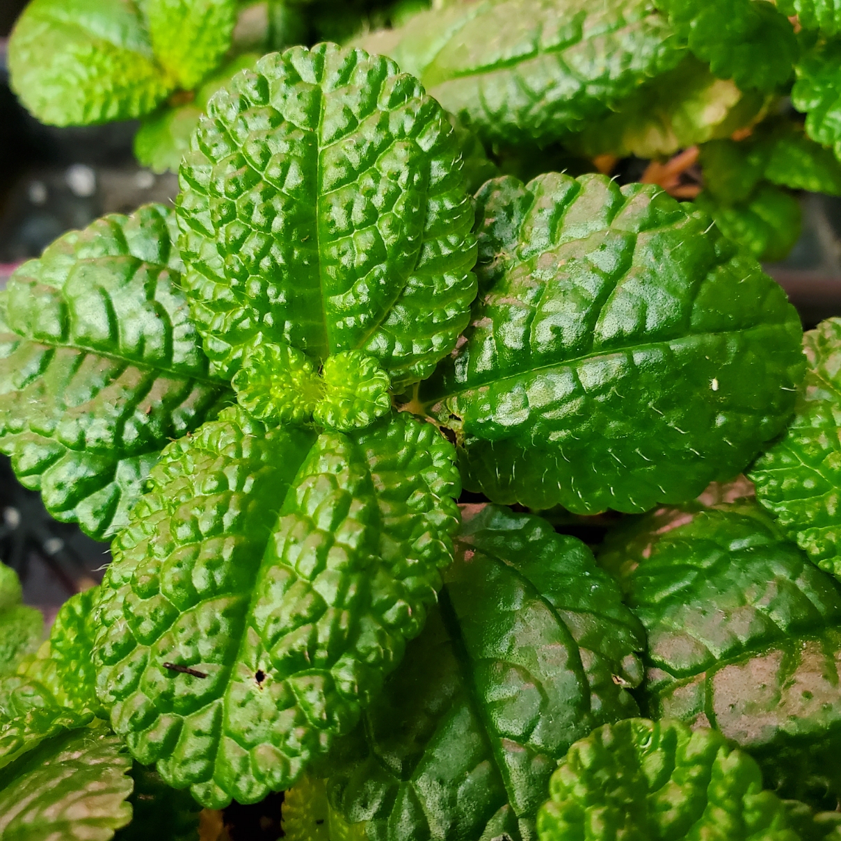 Large Leaf Creeping Charlie - Image 2