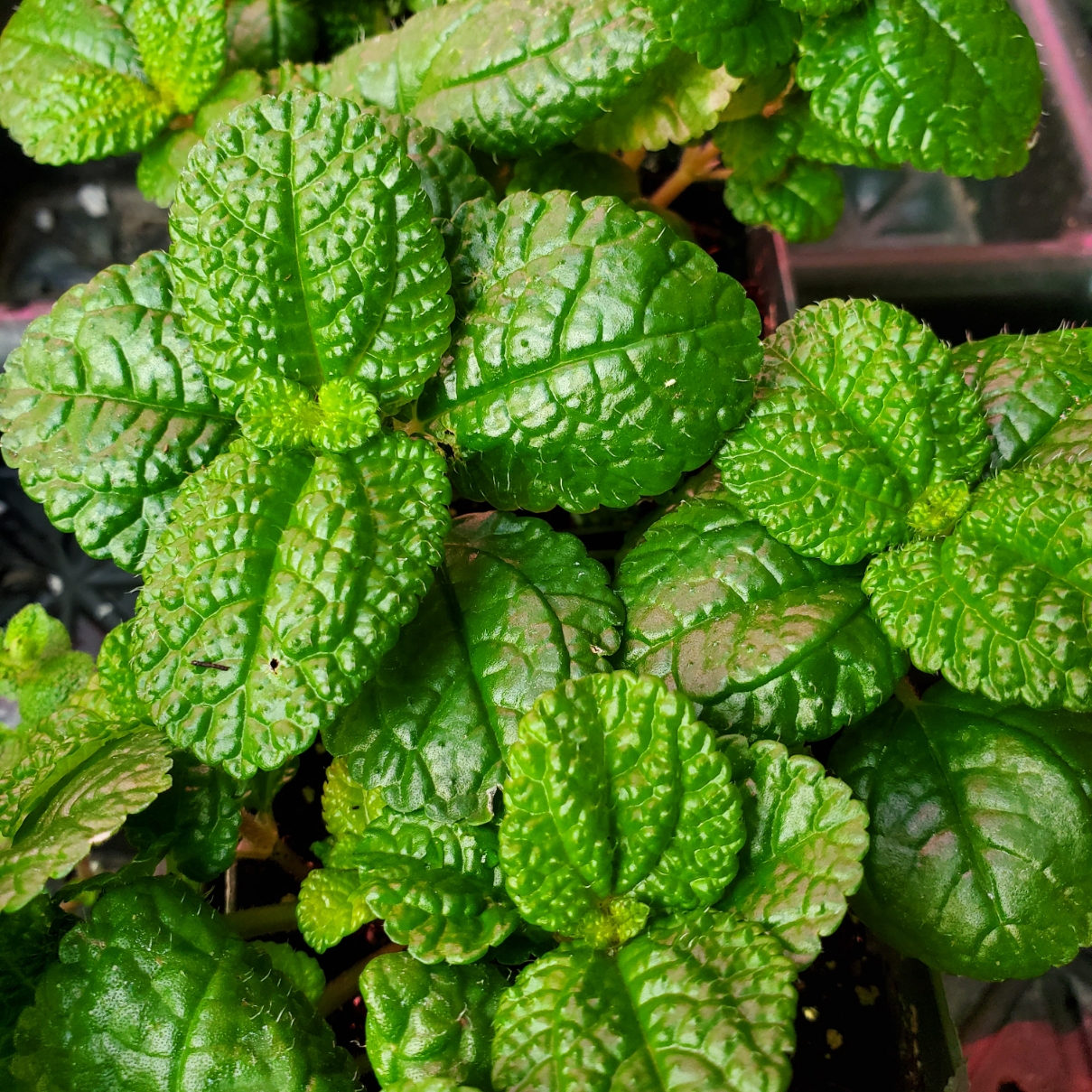 Large Leaf Creeping Charlie - Image 3