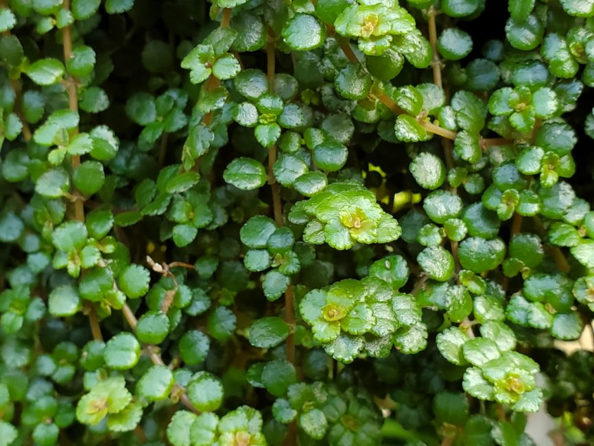 Sao Paulo Pilea with trailing leaves on windowsill by Studley Flower Gardens