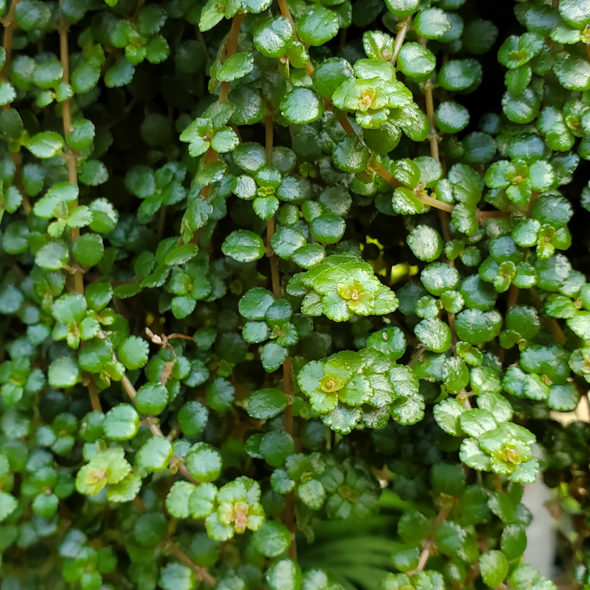 Sao Paulo Pilea - Image 3