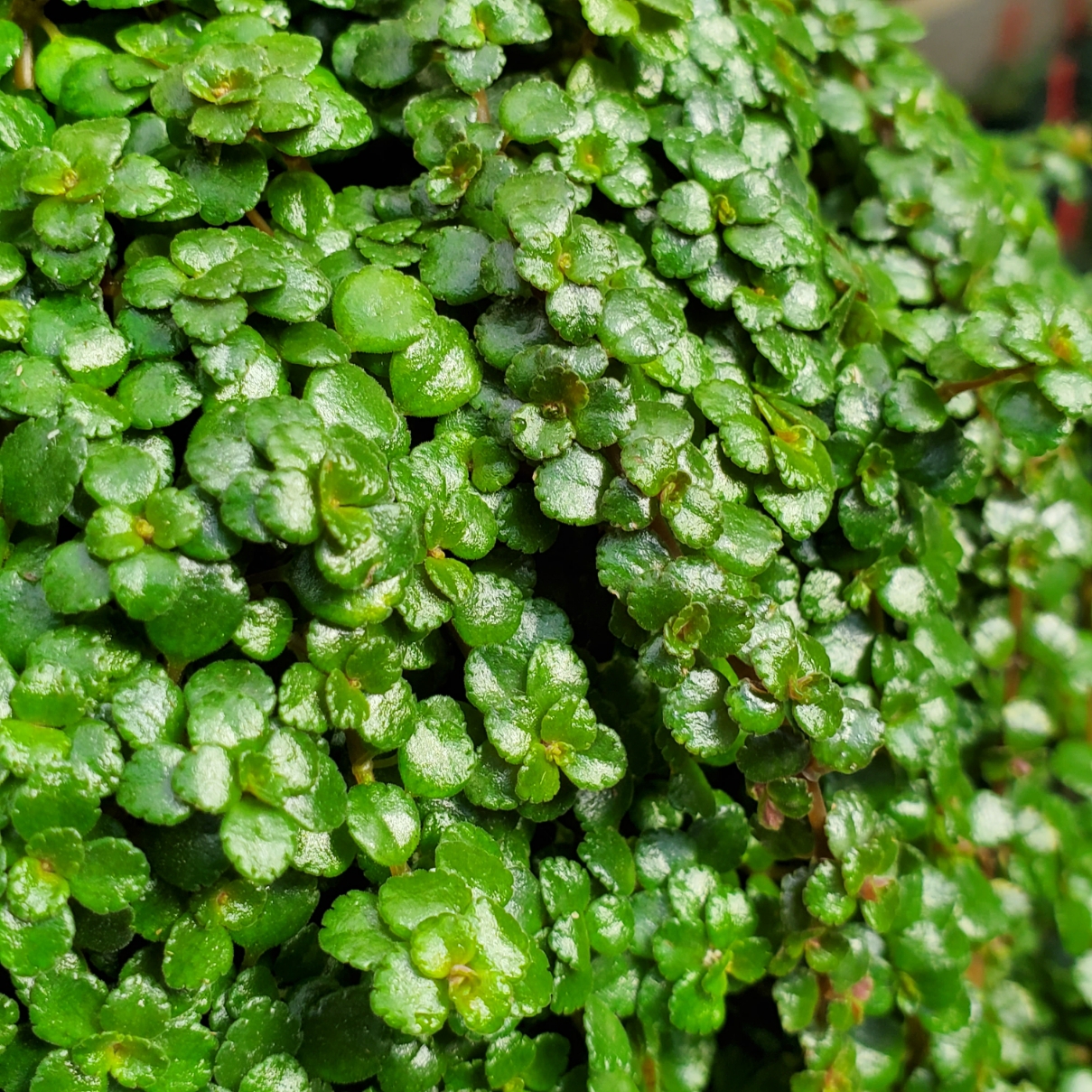 Sao Paulo Pilea - Image 2