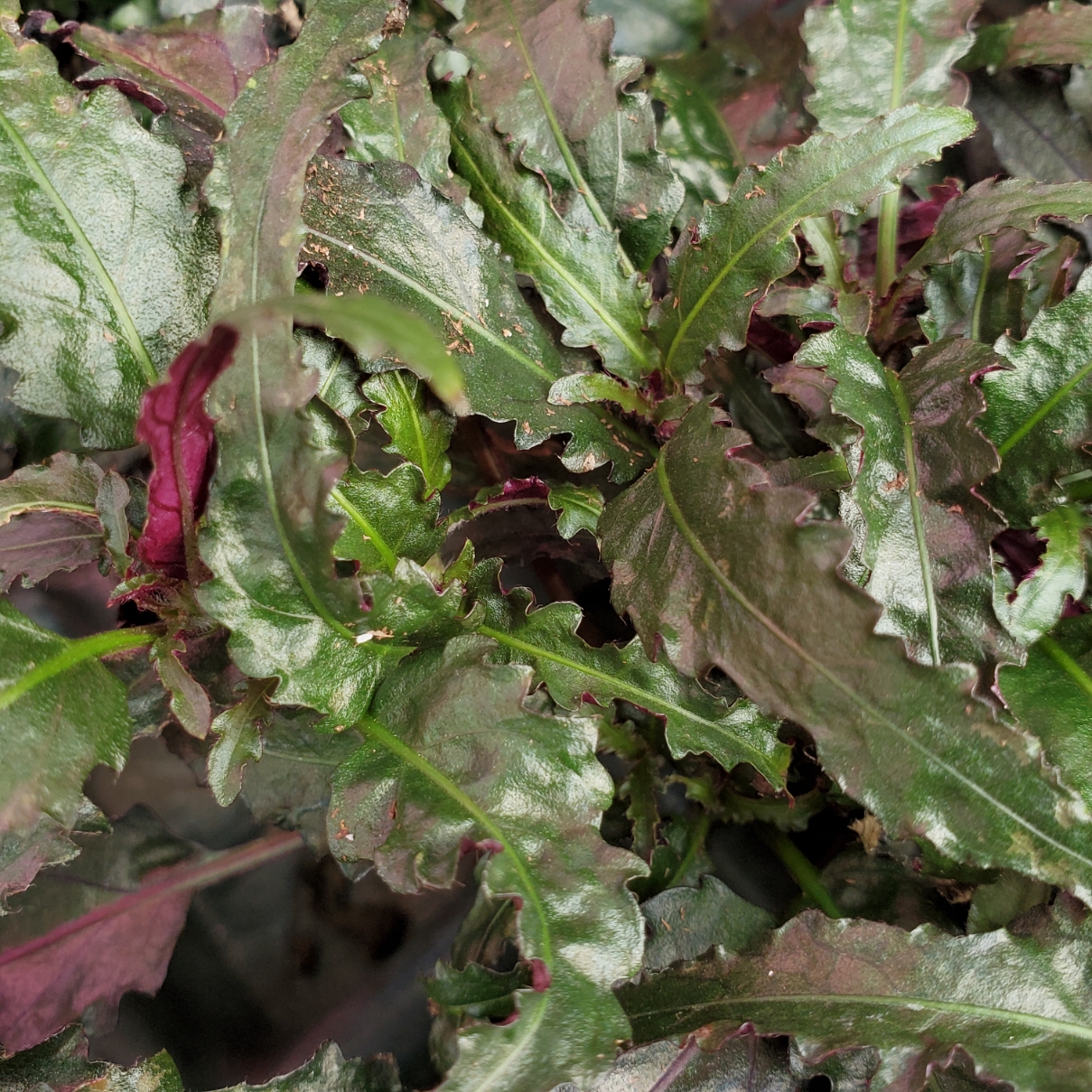 Dragon's Breath Waffle Plant - Image 2