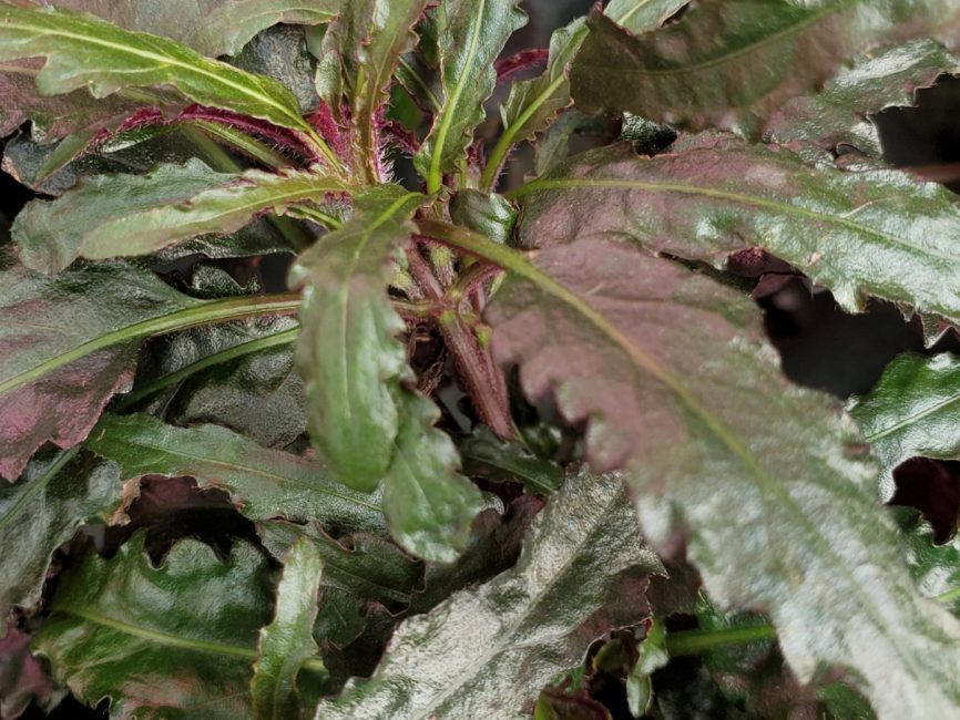Dragon’s Breath Waffle Plant with maroon-tinted wrinkled leaves in partial shade by Studley Flower Gardens