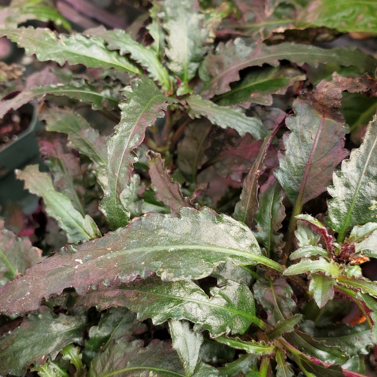 Dragon's Breath Waffle Plant - Image 3