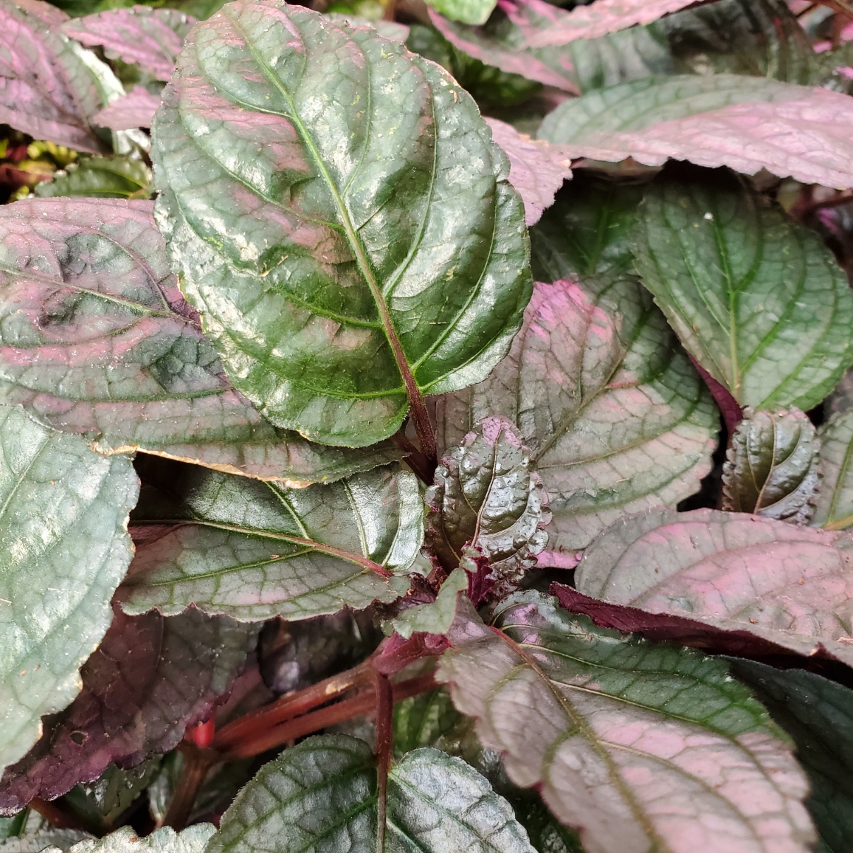 Silver Waffle Plant - Image 3