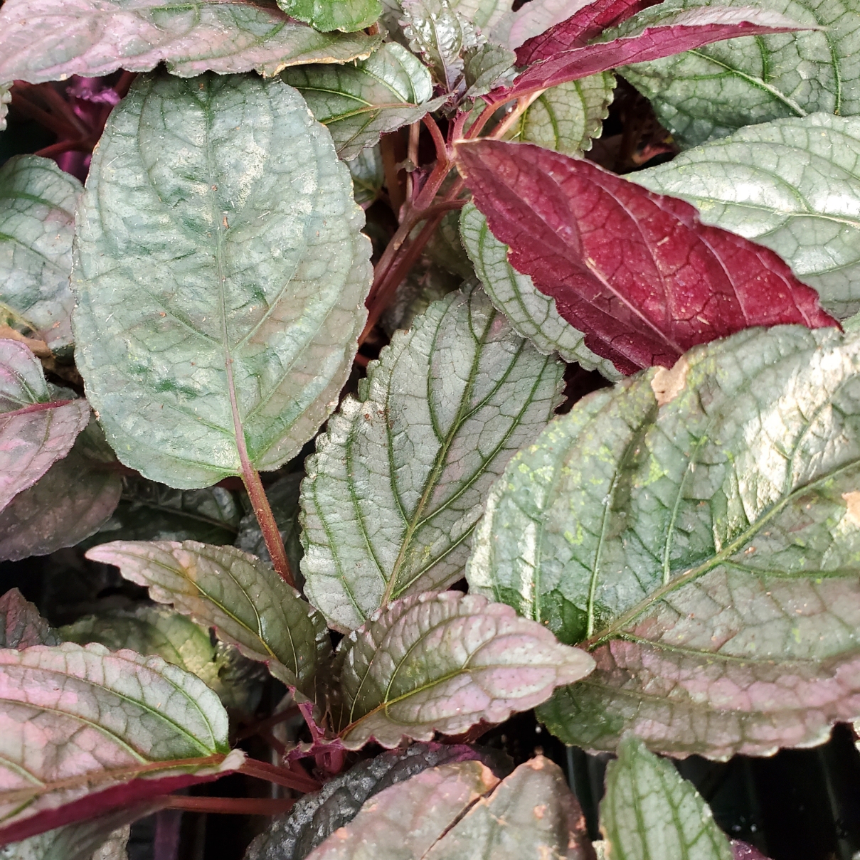 Silver Waffle Plant - Image 2