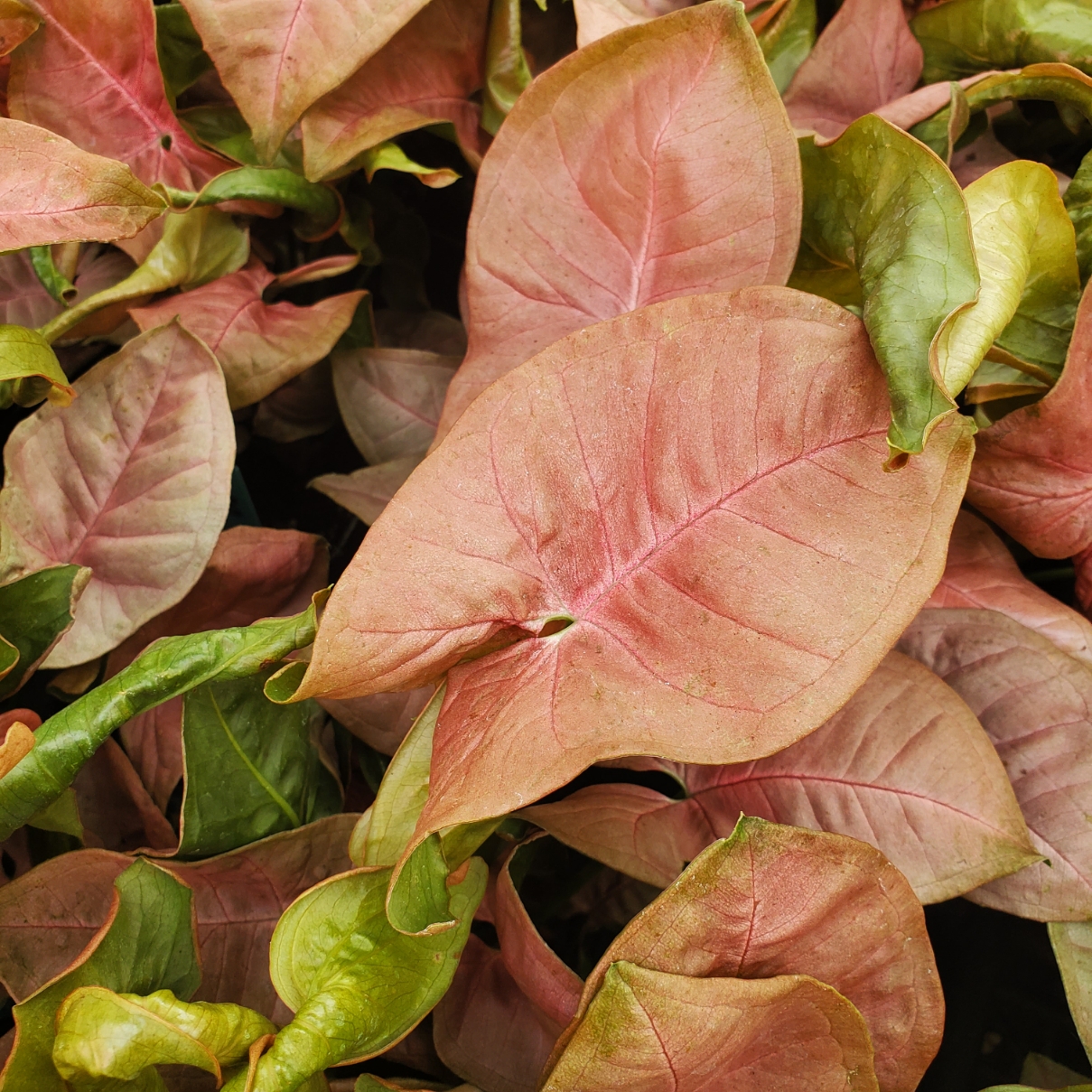 Red Heart Syngonium - Image 3