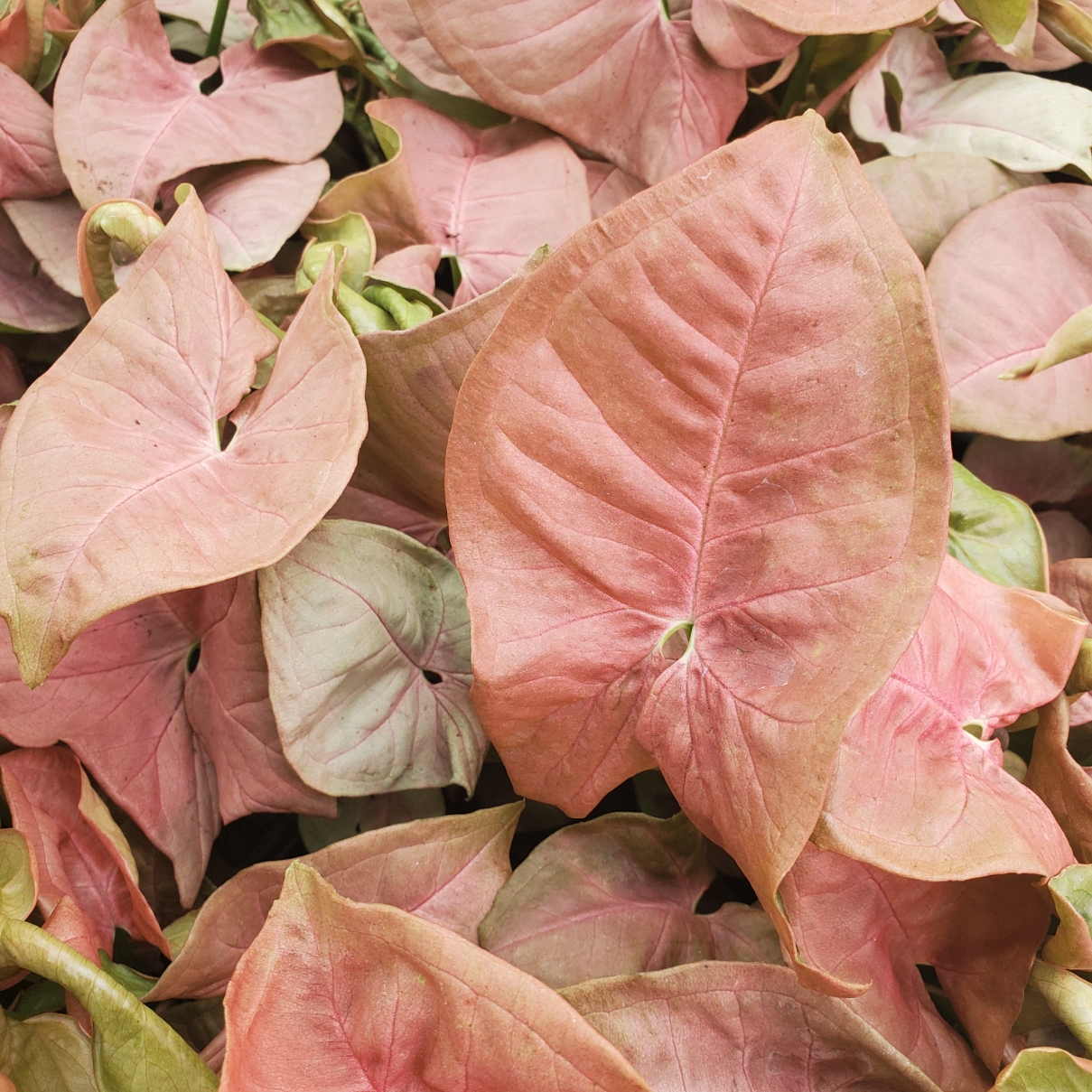 Red Heart Syngonium - Image 2